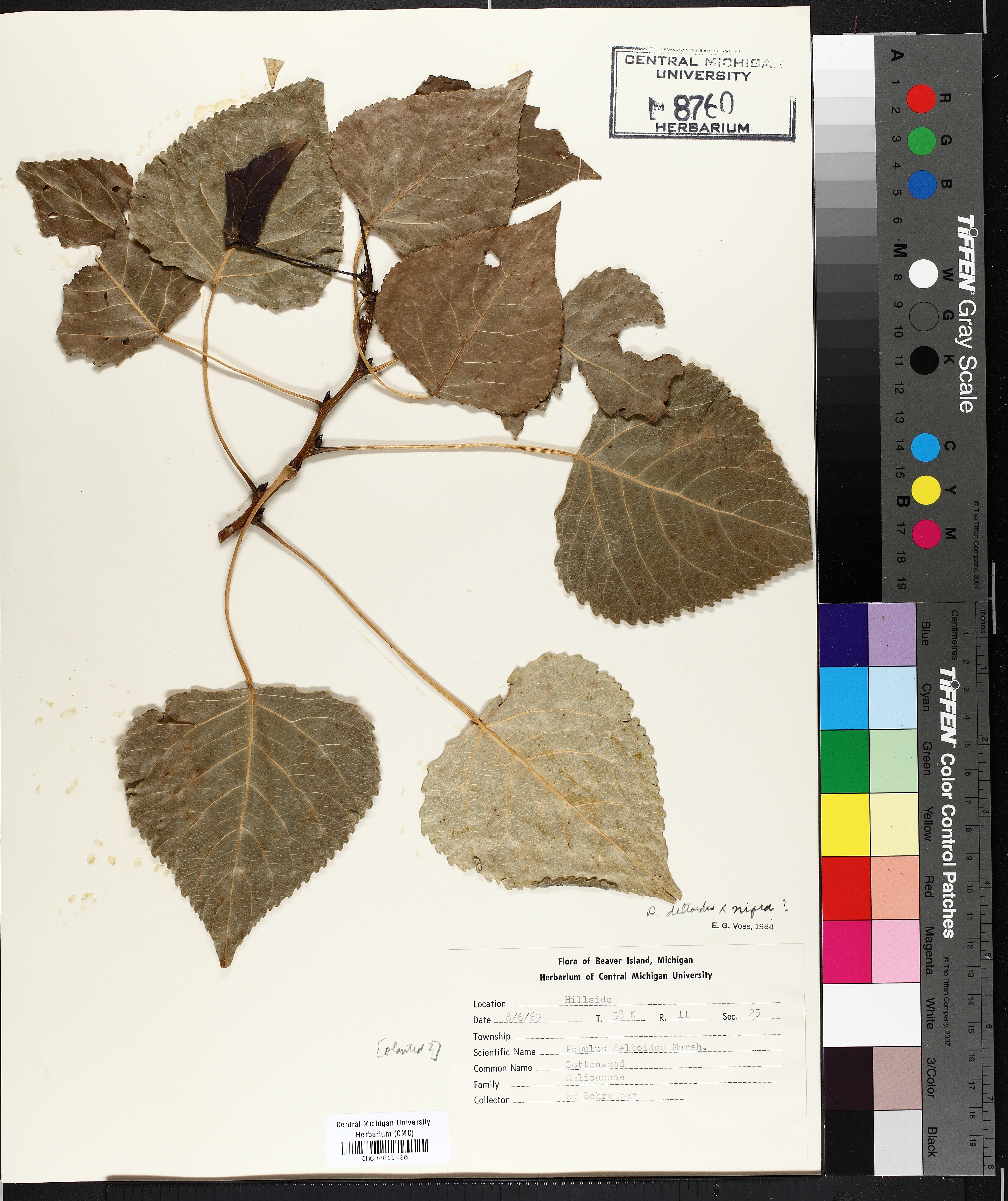 Carolina poplar